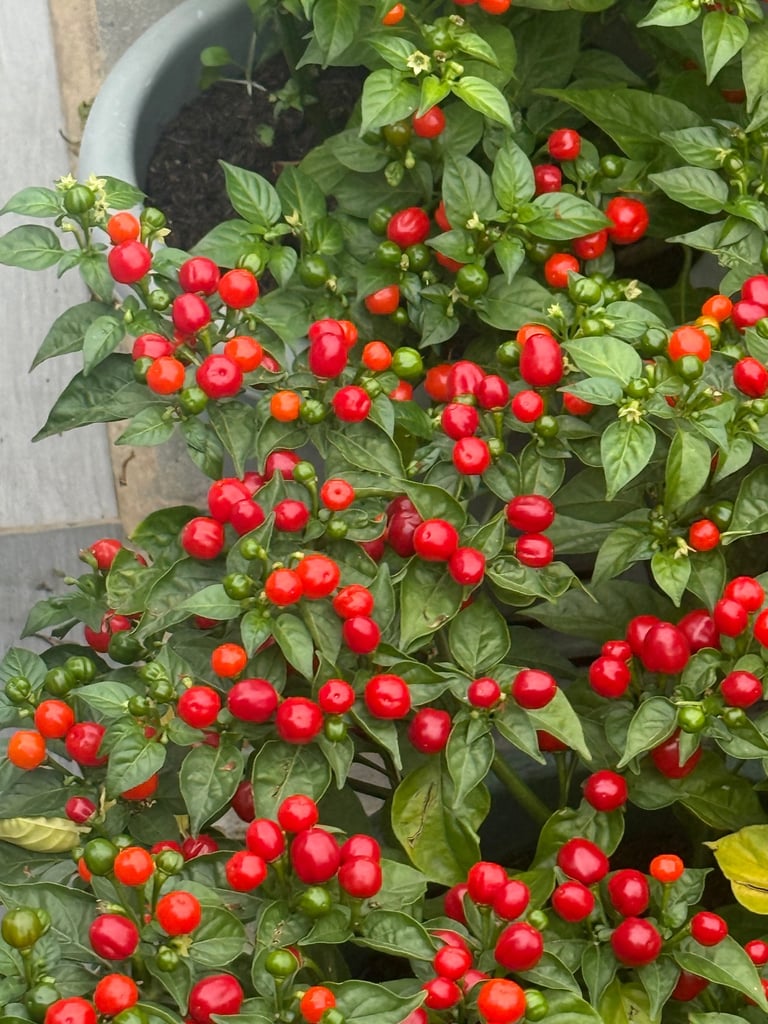 🔥 Fresh Hot Wiri Wiri Guyanese Chilli – Home Grown in the UK! 🔥