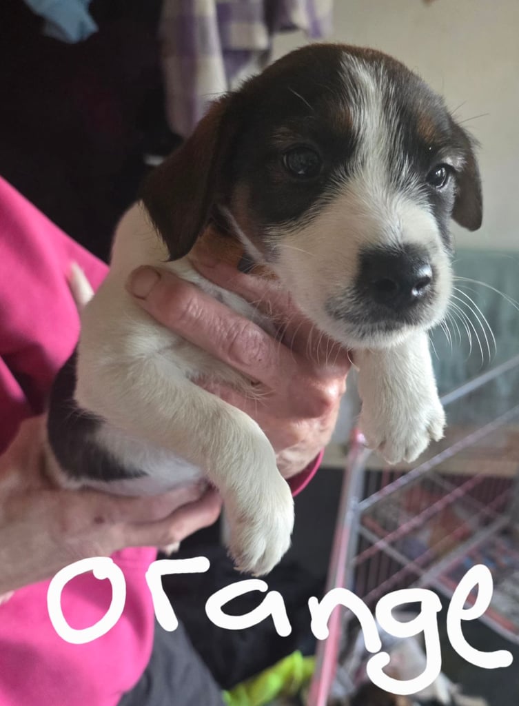 Traditional Jack russells puppies for sale