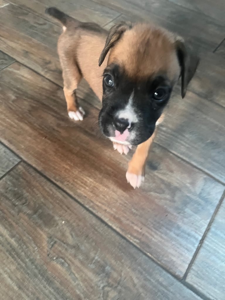 Boxers for sale. One bobtail one long tail 