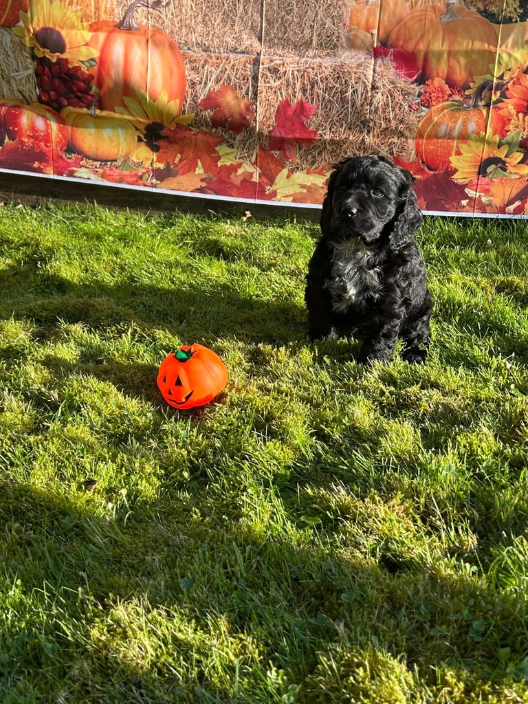 Cocker Spaniel cross pups