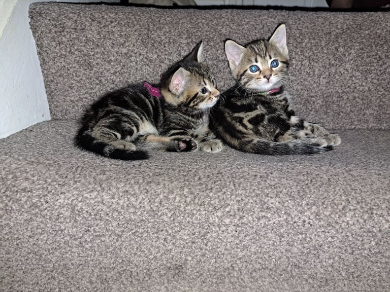 Kittens waiting for a forever home (last one)