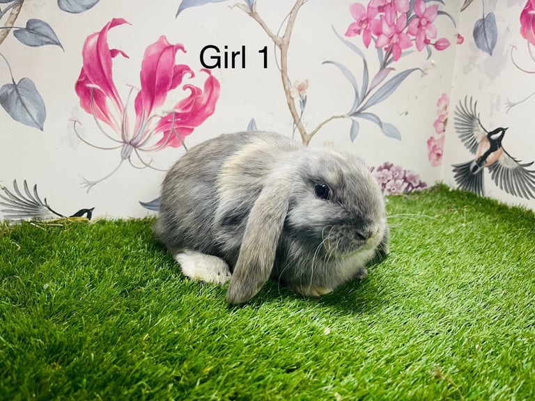 Female and male rabbits for sale 