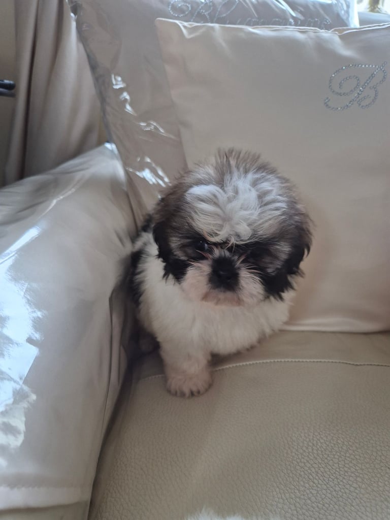 Shih Tzu puppies