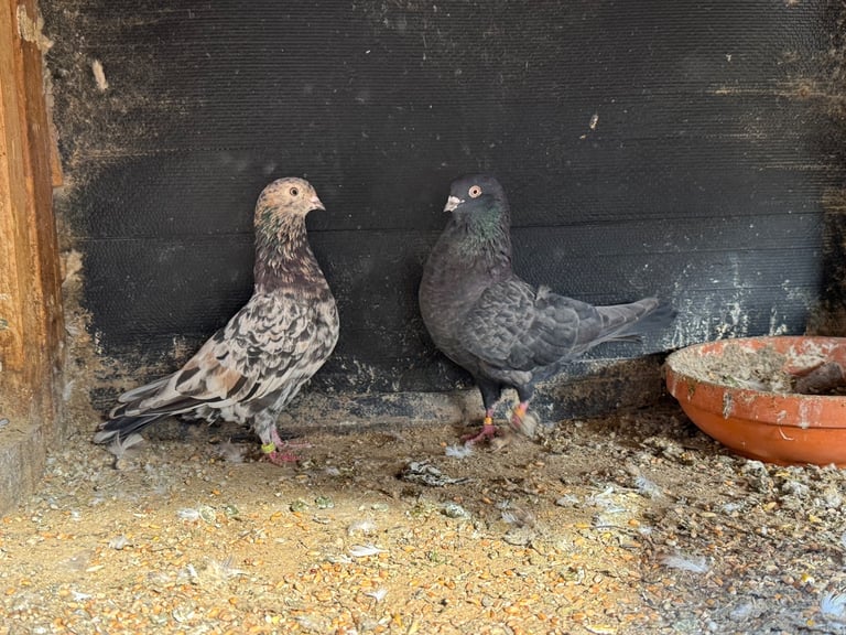 Iranian Pigeons For Sale