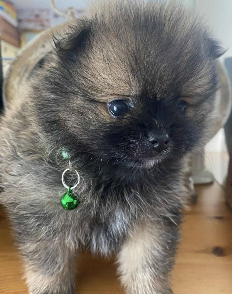 Pomeranian puppies - AVAILABLE 