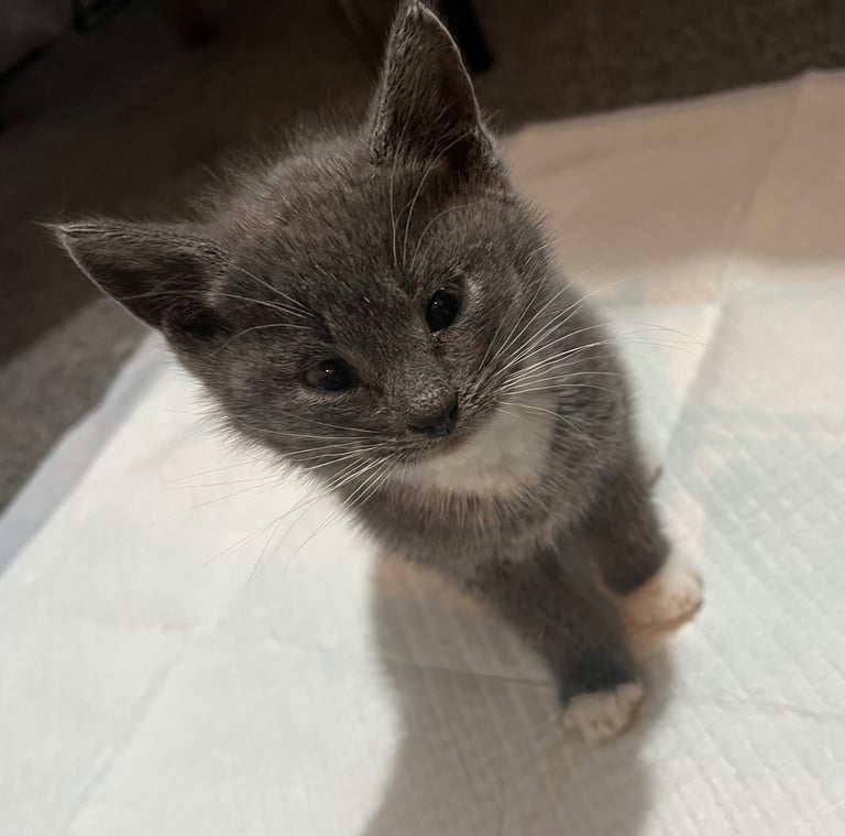 image for Grey and white kitten