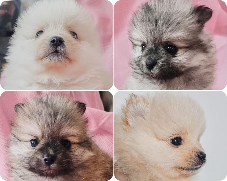 Extra small Pomeranian puppies