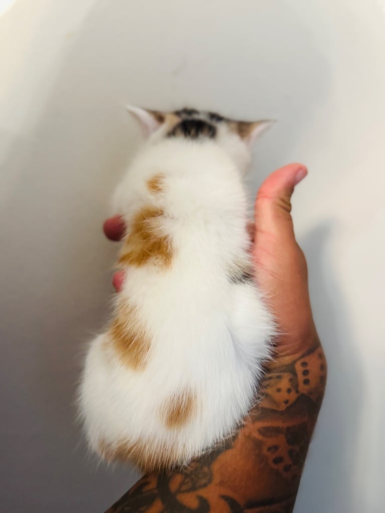 Rag doll cross kittens for sale 