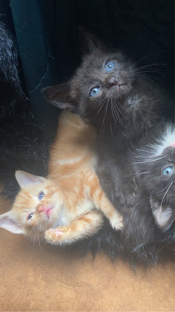 KITTENS FOR SALE 