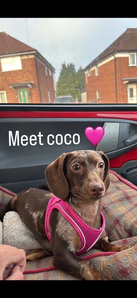 Female 2 year old miniature dachshund