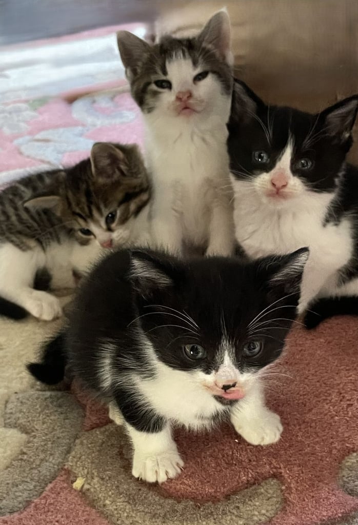 4 Sweet tempered kittens looking for loving homes