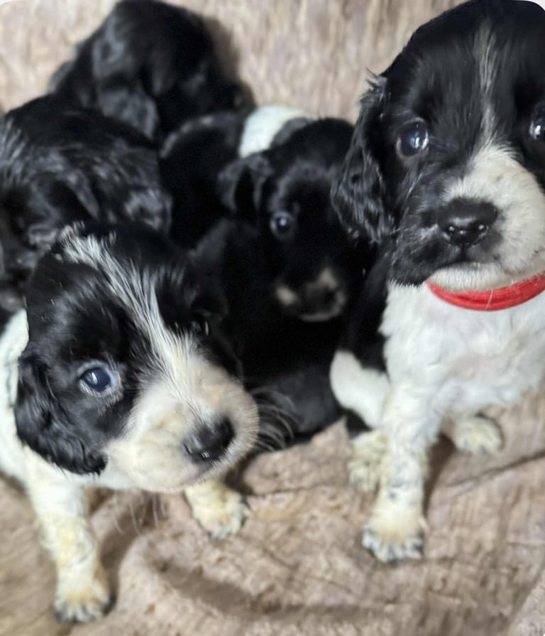 Sprocker Doodle Sprocker Rescue Dogs Cocker Spaniel Springer