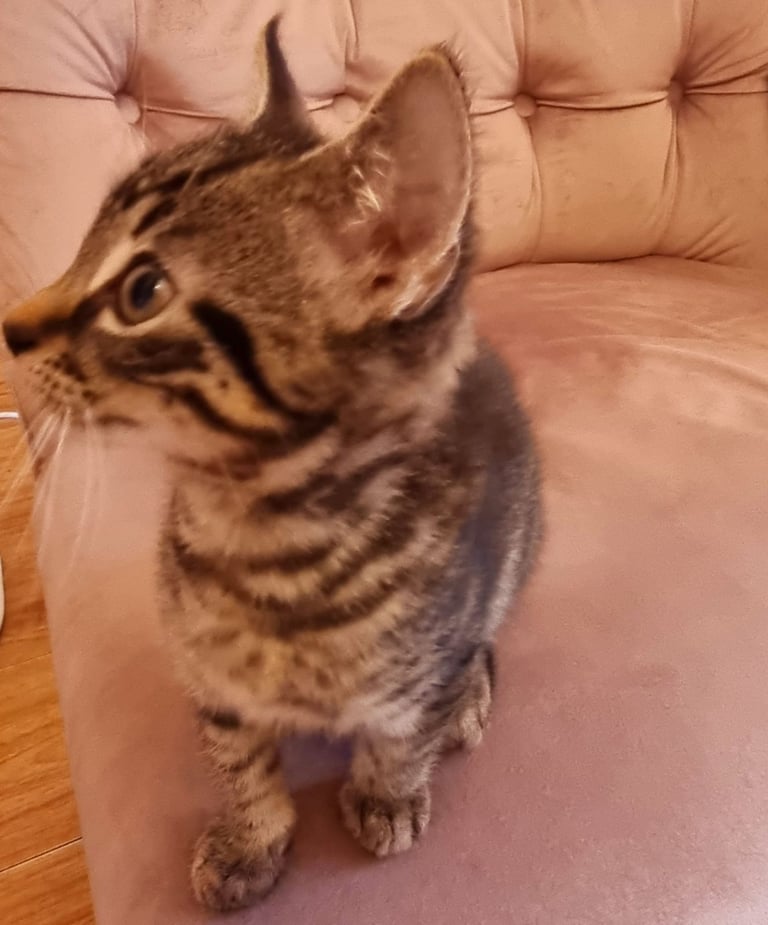 Beautiful tabby mixed bengal kitten for sale