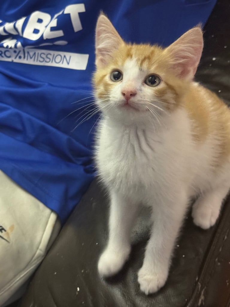 3 beautiful kittens left
