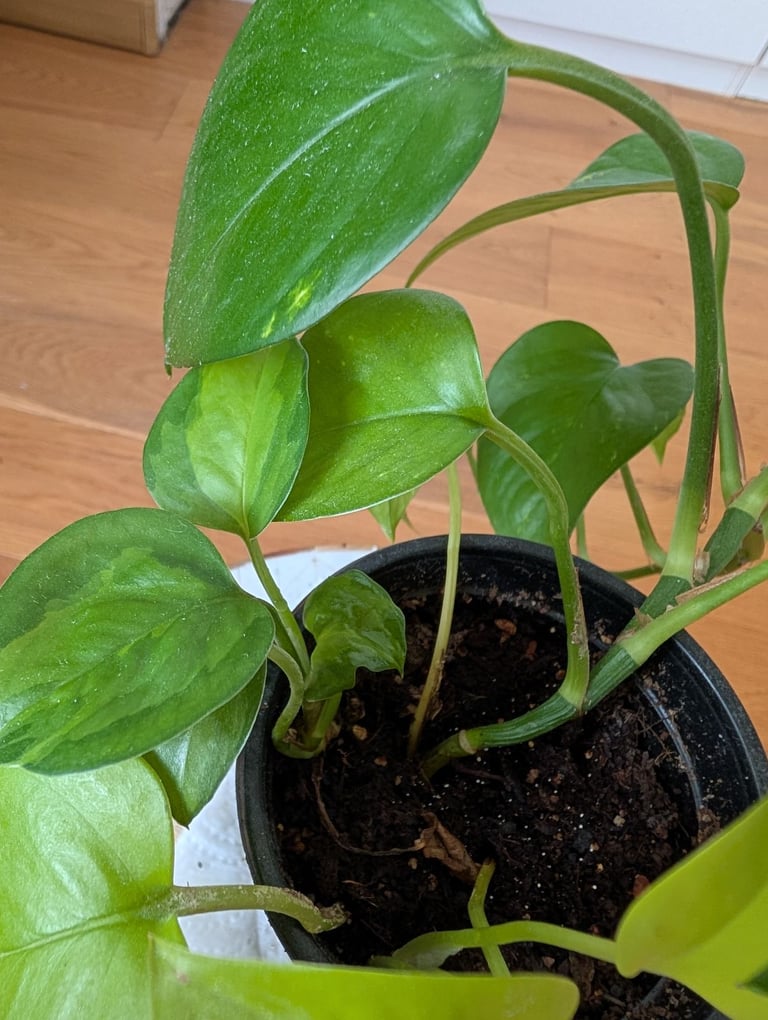 🌿 Mixed Pothos for Sale – £10 🌿