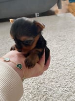 Miniature Yorkshire terrier puppies 