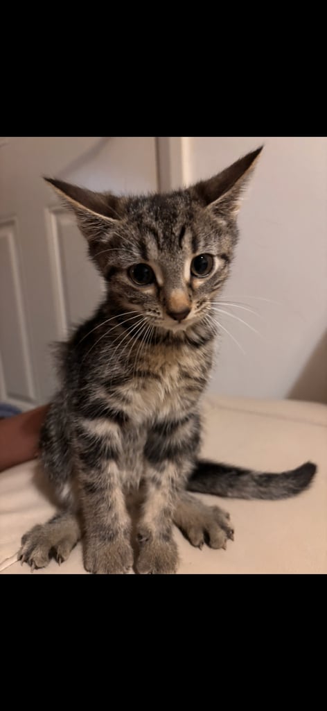 12 week kittens £80