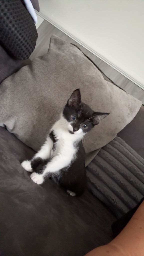 image for Kitten 