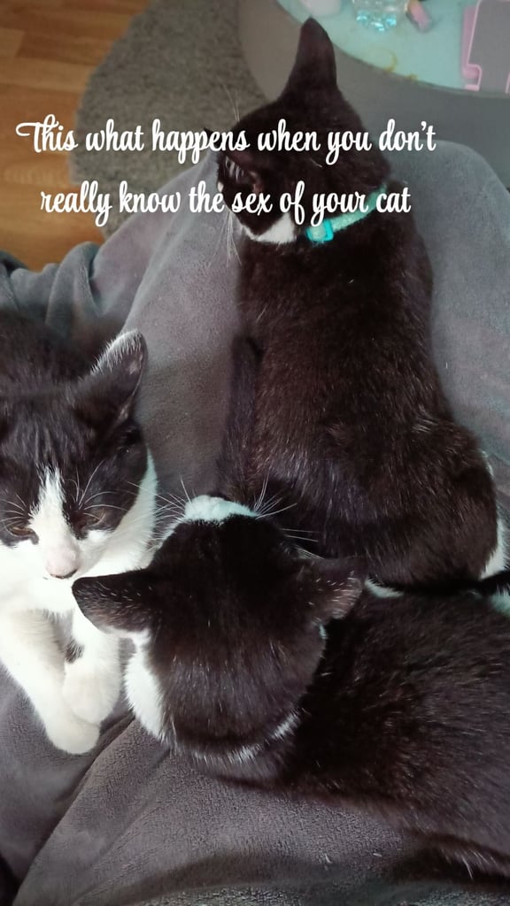 Tuxedo Kittens for sale READY TO GO!