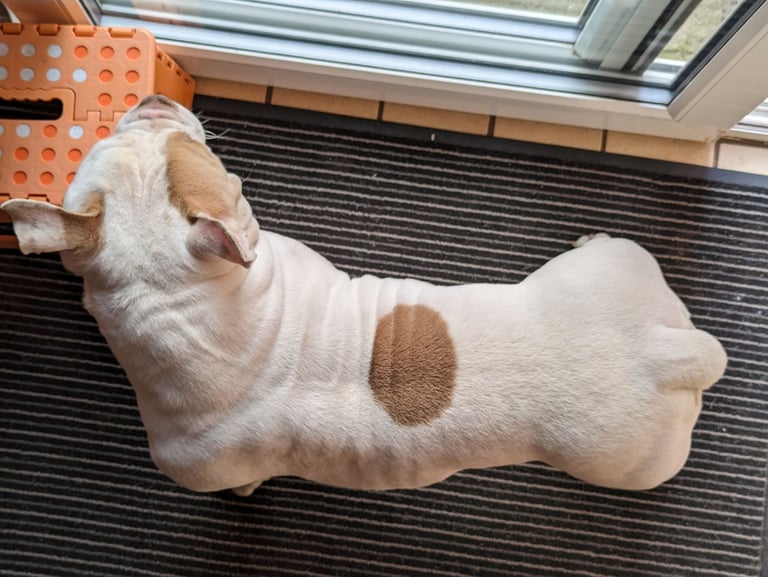 American Pocket ⭐⭐⭐⭐