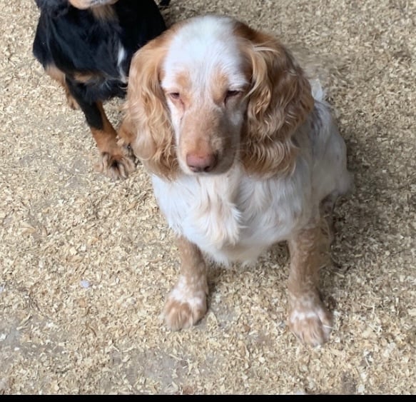 Cocker spaniel puppies 