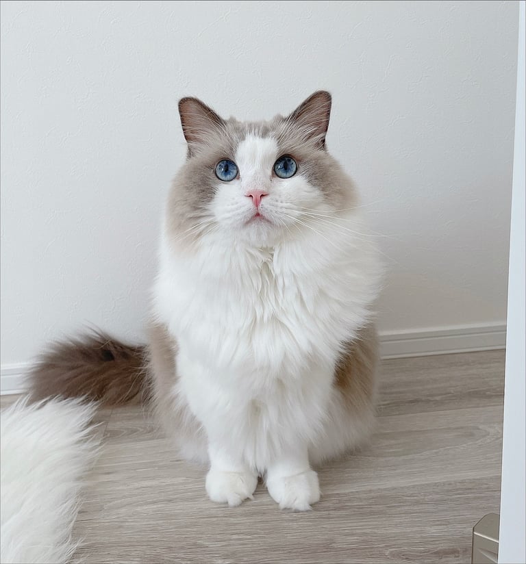 Available ragdoll kitten