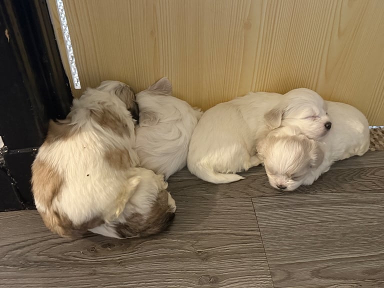 🐾 Shih Tzu – Bichon puppies for sale 🐾