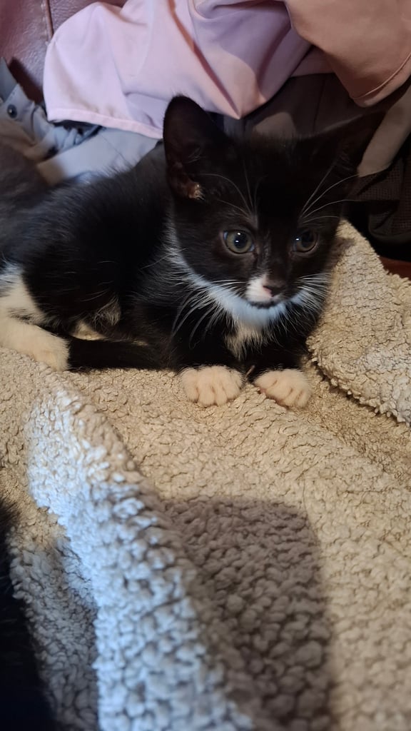 5 kittens ready to go to new homes 