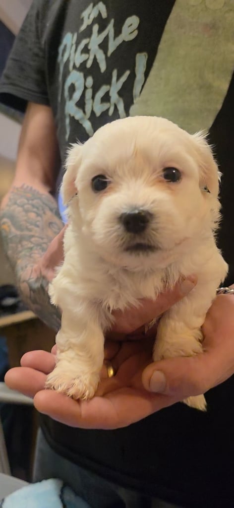 Adorable Maltese  Puppies 