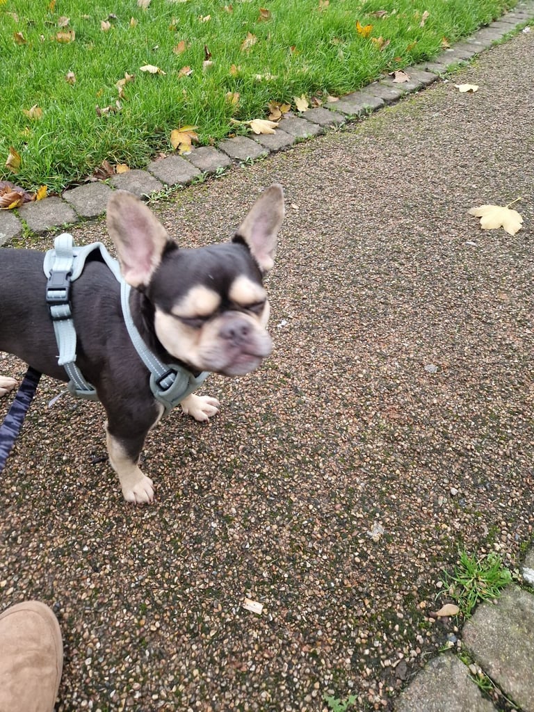 French bulldog for sale