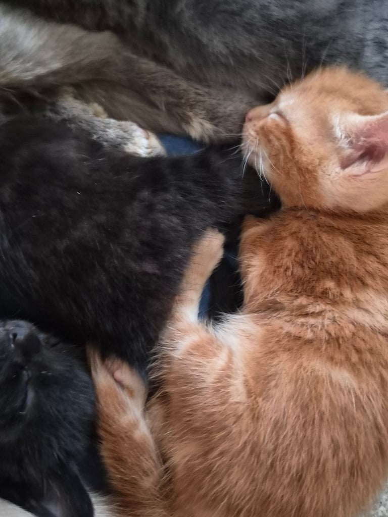 Gorgeous kittens for forever homes