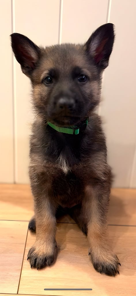 Last Dog Remaining - KC Registered German Shepherd Puppies for Sale 