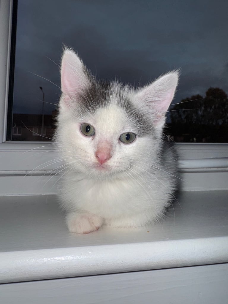2x male mixed breed kittens for sale 