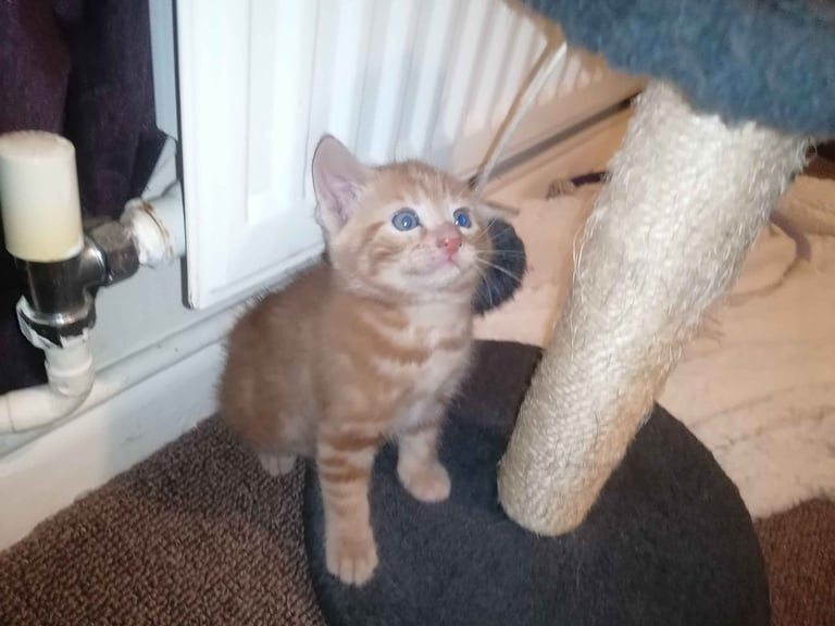 4 stunning kittens 