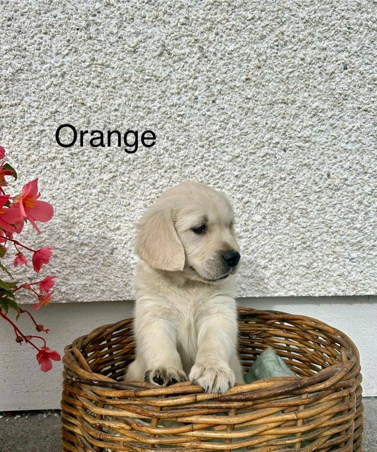 Gorgeous Cream KC Golden Retriever Puppies