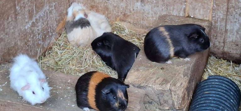 image for Baby guinea pigs 