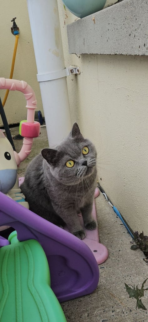 British short hair cats