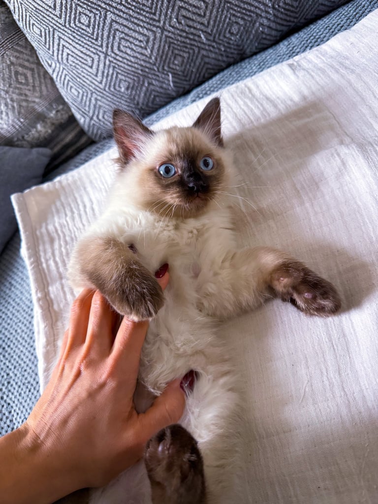 Adorable Male Ragdoll Kitten – 2 Months Old 🐾 £700