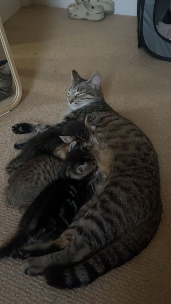 Cats to sale/they have already been sold