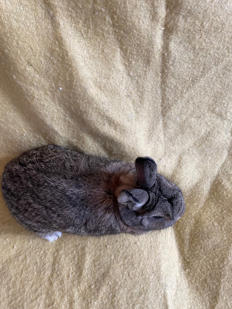 Rabbit Netherland dwarf male