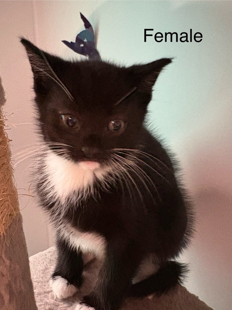 Kittens For Sale