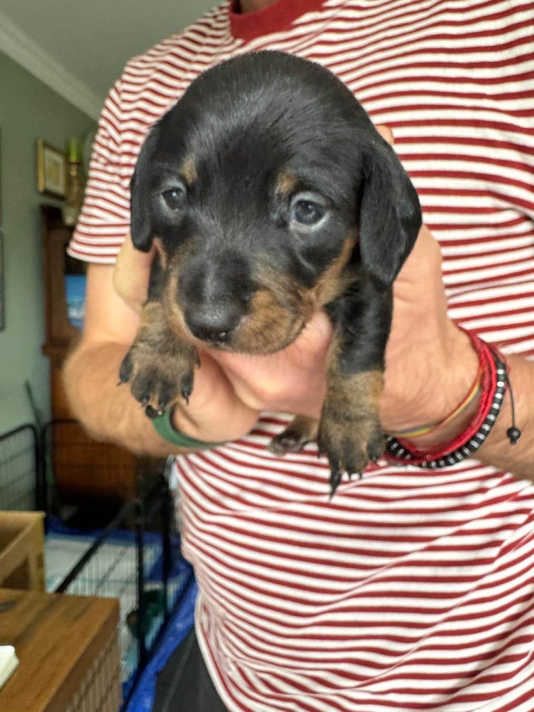 Miniature Dachshund Puppies   **Ready soon**
