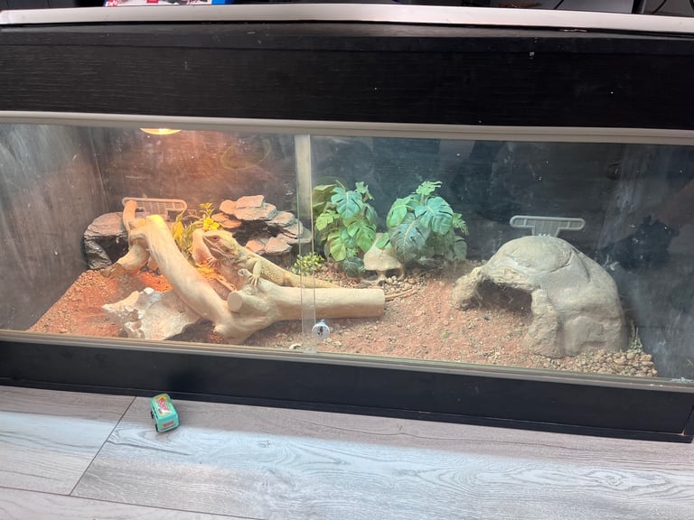 Beardie and full Viv set up 