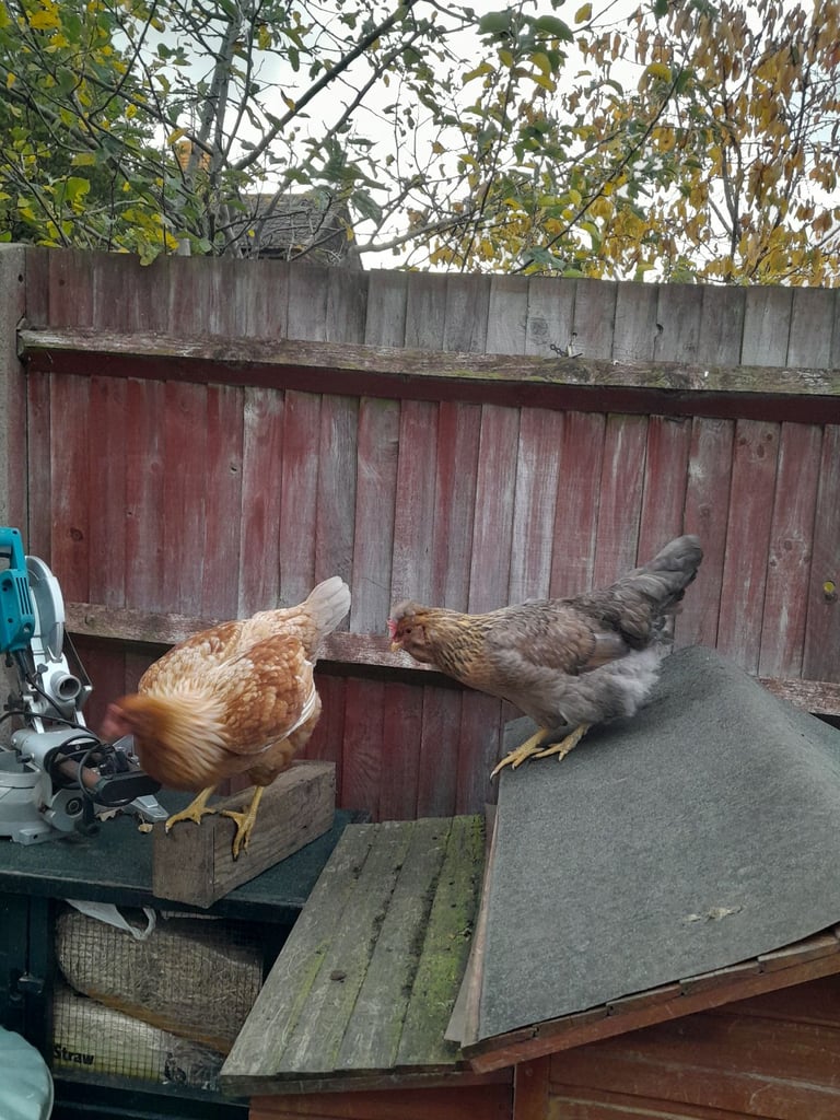 Chickens. 