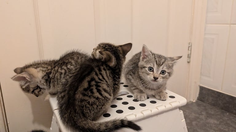 Kittens check description 