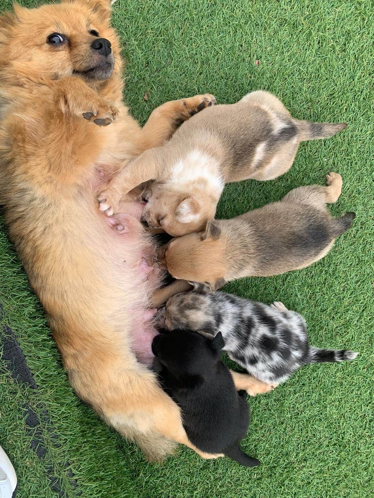 Pomchi