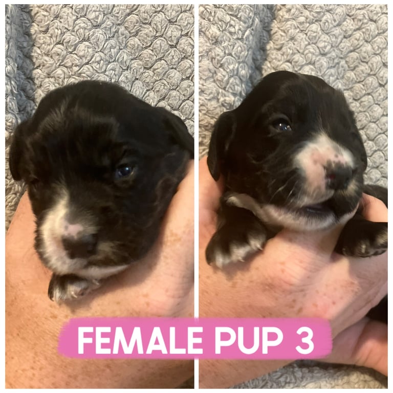 Last Female Cocker Pup 
