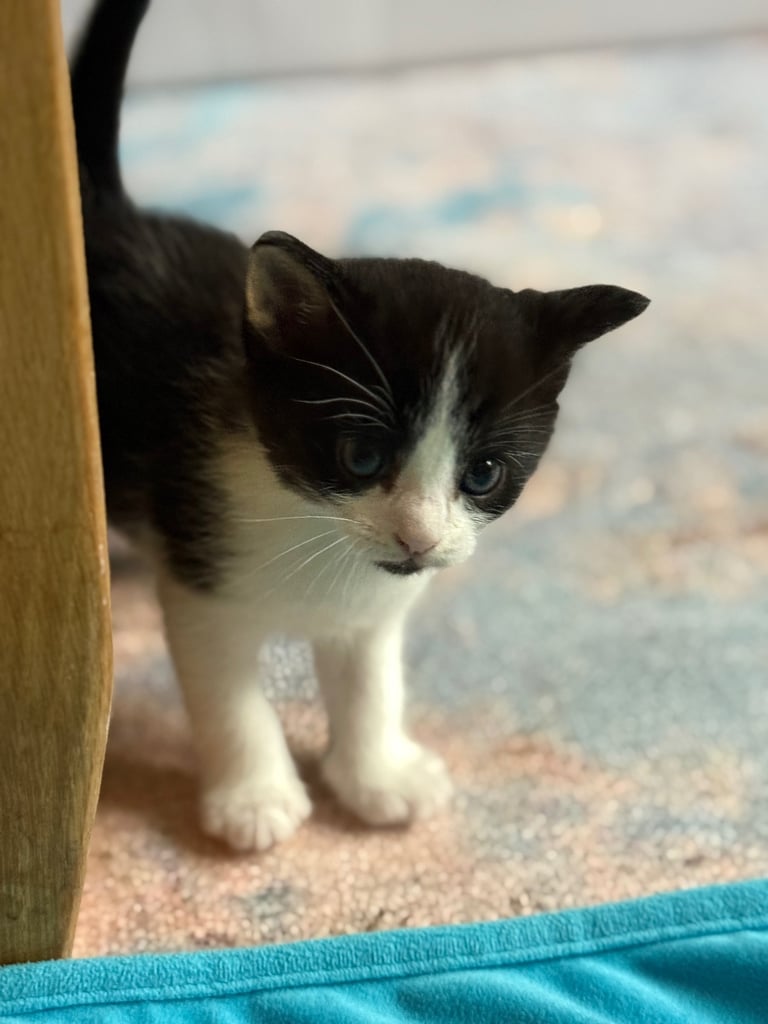 Last boy remaining - ragdoll cross kittens for sale 