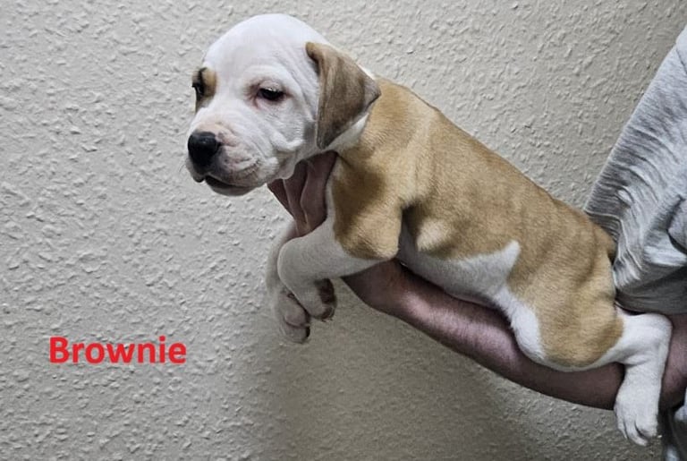 Confident & Well-Socialised Presa x Staffy Pups ready to leave 4/10/2025