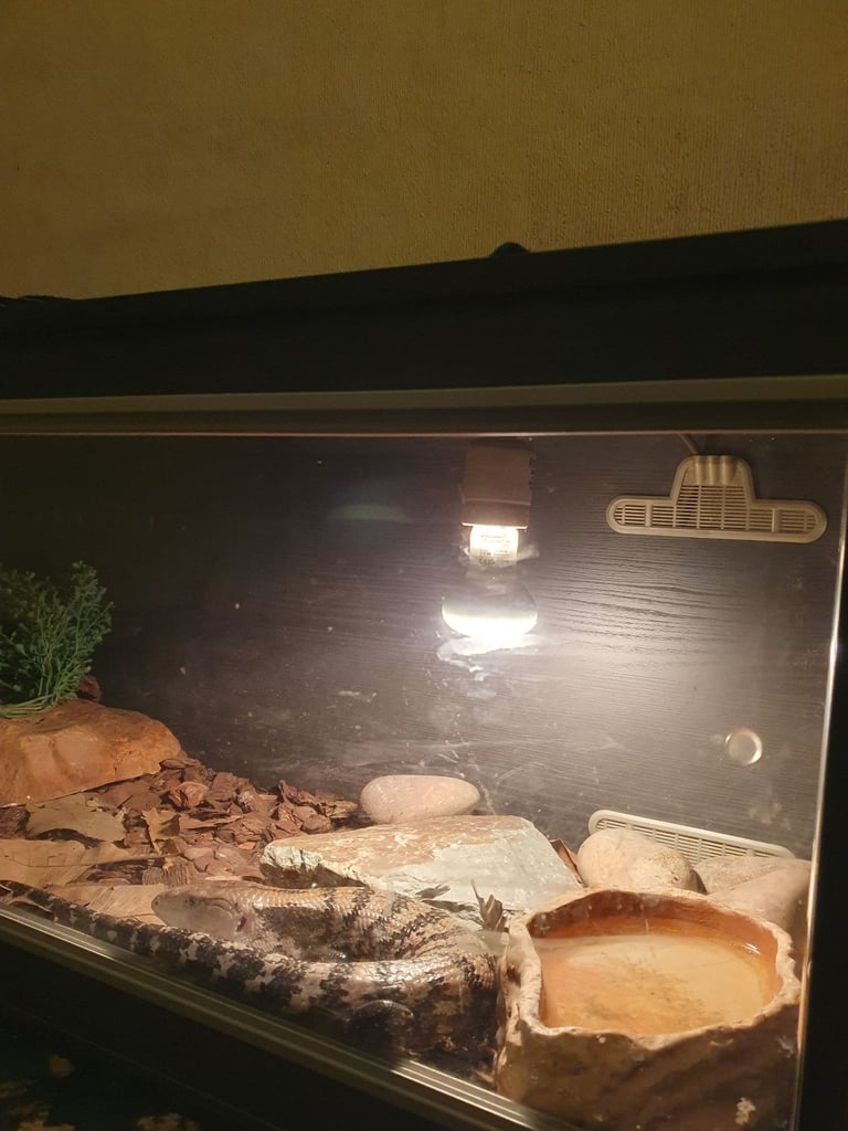 Indonesian blue tongue skink